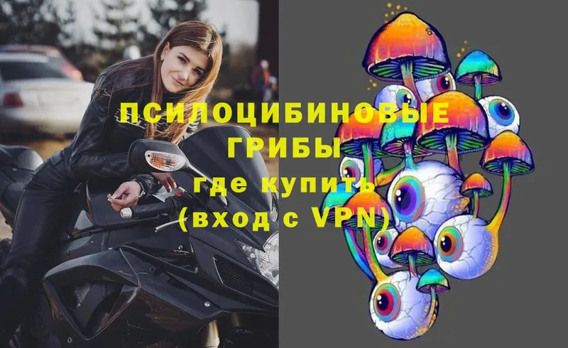 Псилоцибиновые грибы Psilocybe  Чехов 